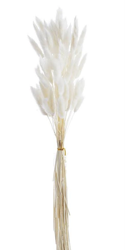 Přírodní sušený,bělený/barvený lagurus dl. 60cm  WH