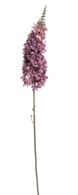 11CAN1519 veronica spicata XL