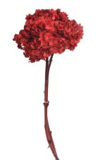Stabilizovaná hortenzie plnokvětá červená 15–20 cm – přírodní květ