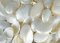 Přírodní dekorace pearlized haliotis pulcherima 1kg