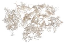 Přírodní materiál dry tree/tiny skelet 250g v bal
