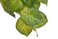 Umělá rostlina syngonium 17cmHx31cmL