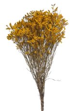 Stabilizované limonium žluté 60–70 cm, 120 g