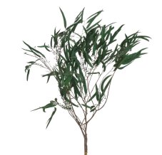 Stabilizovaný eukalyptus Nicolii zelený, 100 g, 70 cm