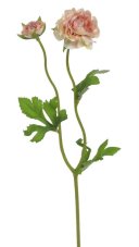 209CAN22503_28A ranunculus 1+1 39cm