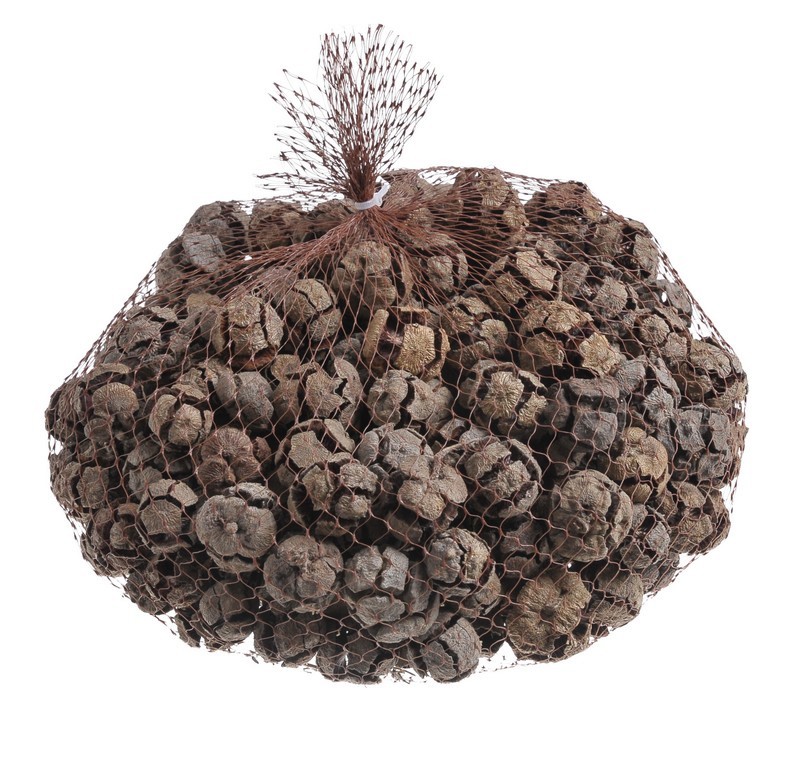 Přírodní šišky cypřiše (Cypressus Pinus) 3,5–5 cm, 1 kg