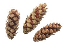 Přírodní dekorace strobus 10-15cm -10ks
