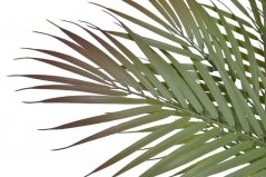 Keřík listů palmy dl. 40cm