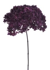 Stabilizovaná hortenzie Annabelle tmavě fialová 20–25 cm – přírodní květ