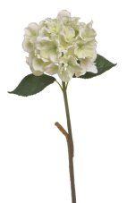 78CAN7283_07 hortenzie 59cm