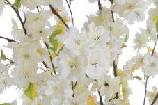 sakura stromek v květináči 140cm