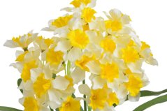 Kytice umělých narcisek - 7 stonků/35 květů, květ 5cm dl. celkem 40cm