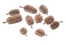Přírodní dekorace casurina 2-3cm/500g