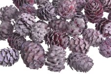 Přírodní dekorace Salignum FROSTED BROMBEER cca Ø 2.5cm - 200g