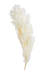 Sušený a preparovaný asparagus Myriocladus 60 cm – bílý, 100 g