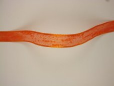Stuha jednobarevná s vetkanými efektními vlákny 1,6cm/20m