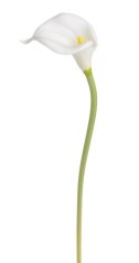 Dekorace umělá kvetoucí kala dl. 56cm