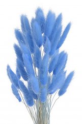 Přírodní sušený,bělený/barvený lagurus dl. 60cm  DK.BLUE