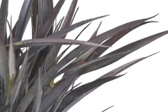 Uměla rostlina dracena dl. 46cm