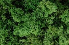 Island Moss – stabilizovaný dekorační mech 250 g
