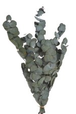 Stabilizovaný eukalyptus Cinerea 60–80 cm, svazek 100 g
