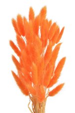 Přírodní sušený,bělený/barvený lagurus dl. 60cm  ORANGE