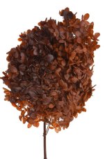 Stabilizovaná hortenzie latnatá hnědá 18–24 cm – přírodní květ