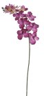 Orchideje na stonku