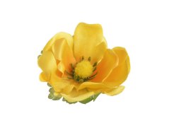 Hlavička umělé anemone - sasanky, hlavička Ø 6cm - 12ks