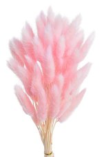 Přírodní sušený,bělený/barvený lagurus dl. 60cm  PINK