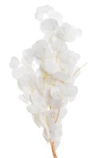 Stabilizovaný eukalyptus Populus bílý 60–70 cm, 100 g