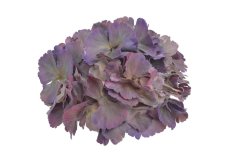Hortenzie – květ 20 cm