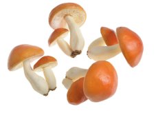 Houby 2 velikosti 5,5 cm a 9,5 cm, 4 x 2 ks - oranžové LT11087_02