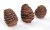 Přírodní dekorace  Platyspernum LARGE 6cm/250g