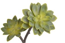 Umělé sukulenty na stonku Eonium x2 dl. 29cm