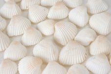 Přírodní dekorace bělené mušle 2,2 - 3,5cm -  900g