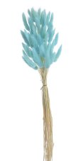 Přírodní sušený,bělený/barvený lagurus dl. 60cm  TURQUOISE