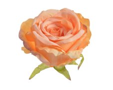 Velká hlavička rozvité umělé růže Ø8cm -  6ks