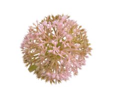 Hlavičky umělého česneku Ø 6cm - 6ks