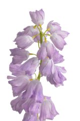 Umělé kvetoucí zvonky,  květ Ø 4cm, zápich dl. 98cm