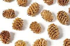 Přírodní dekorace Salignum nat.3-3,5cm - 200 g