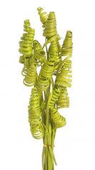Přírodní dekorace cane cone mini dl. 40cm - 25ks - zelená jarní