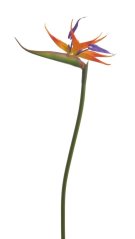 Umělá kvetoucí strelicie dl. 85cm