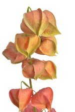 Umělá kvetoucí rostlina Mochyně Physalis dl. 78cm - zápich