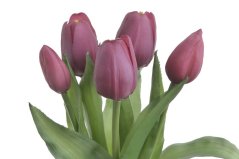 Svazek gumových tulipánů, hlavička 4,5cm, dl. celkem 30cm