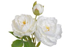 Umělá pivoňka s 2květy a poupětem, květ Ø14 a 10cm, celková dl.55cm