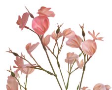 Lata umělé mini orchideje dl. 66cm
