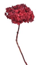 Stabilizovaná hortenzie tmavě růžová 15–20 cm – sušený přírodní květ