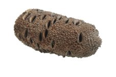 Přírodní dekorace Grandis nuts 18cm -