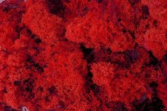 Preparovaný mech island moss 500g
